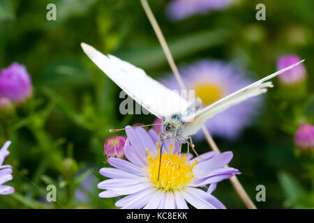 Den Kohl Schmetterling auf einer Blume (Aster amellus) und ernähren sich von Nektar. Auch als große weiße oder Pieris brassicae bekannt. close-up mit SELECTIV Stockfoto