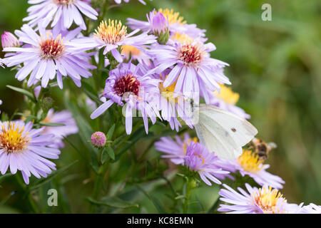 Den Kohl Schmetterling auf einer Blume (Aster amellus) und ernähren sich von Nektar. Auch als große weiße oder Pieris brassicae bekannt. close-up mit SELECTIV Stockfoto