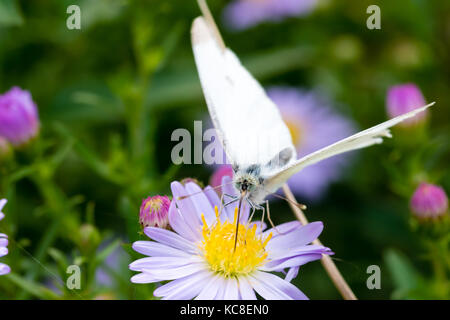 Den Kohl Schmetterling auf einer Blume (Aster amellus) und ernähren sich von Nektar. Auch als große weiße oder Pieris brassicae bekannt. close-up mit SELECTIV Stockfoto