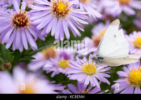 Den Kohl Schmetterling auf einer Blume (Aster amellus) und ernähren sich von Nektar. Auch als große weiße oder Pieris brassicae bekannt. close-up mit SELECTIV Stockfoto