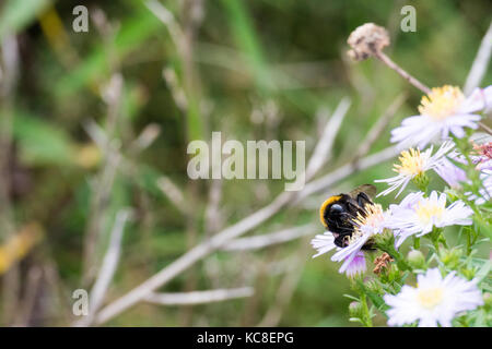 Schöne Wildblumen und Gräser auf Wiese. Hummel sitzt auf Blume. weiches Licht, geringe Tiefenschärfe, selektive konzentrieren. Stockfoto