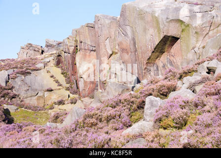 Derbyshire, Großbritannien - 23 Aug 2014: Pink Heather in Blüte unter der bunten Felswand am 28. August an Burbage South Kante, Peak District Stockfoto