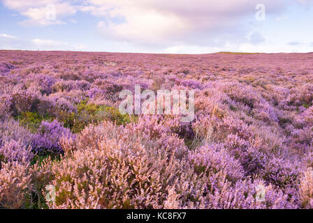 Derbyshire, Großbritannien - 23 Aug 2015: Pink Heather in Blume auf Hathersage Moor am 28. August in der Nähe von Burbage South Kante, Peak District Stockfoto