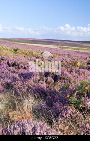 Derbyshire, Großbritannien - 23 Aug 2014: Landschaft von pink Heather blühen und grünen Gräser und Farne am 28 Aug auf Hathersage Moor, Peak District Stockfoto