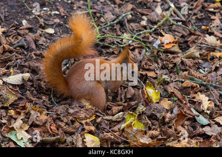 Hide, Bird, Adgeston, Isle of Wight 'Eichhörnchen, Europäische Rot, (Sciuridae)', Alverstone, Vogelbeobachtung, 'isle of wight', Natur, Isle of Wight, England, Großbritannien', Alverstone Mead, acrobat, Tier, arboreal, mutig, mutig, hell, Stockfoto