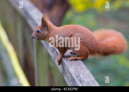 Hide, Bird, Adgeston, Isle of Wight 'Eichhörnchen, Europäische Rot, (Sciuridae)', Alverstone, Vogelbeobachtung, 'isle of wight', Natur, Isle of Wight, England, Großbritannien', Alverstone Mead, acrobat, Tier, arboreal, mutig, mutig, hell, Stockfoto