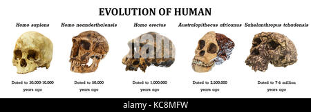 Die Evolution des menschlichen Schädels ( Sahelanthropus tchadensis). Australopithecus africanus. Homo erectus. Homo neanderthalensis. Homo sapiens ) . Stockfoto
