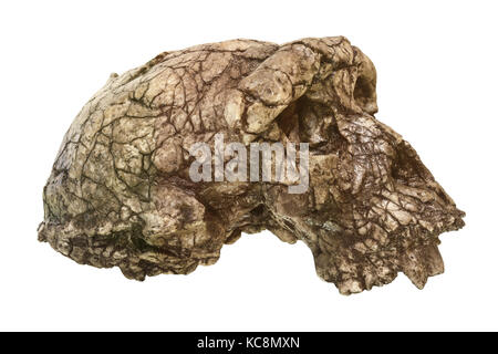 Sahelanthropus tchadensis Skull ( Toumai ) Entdeckt 2001 in der Djurab-Wüste im Nordtschad, zentralafrika . Datiert auf 7-6 Millionen Jahre. Stockfoto