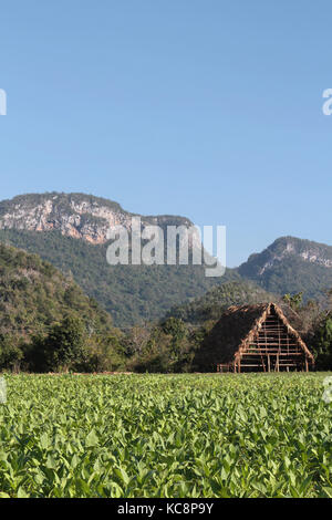 Tabaktrocknungsschuppen im Tal der Vinales-Landschaft Stockfoto