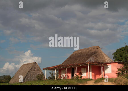 Bauernhof und Tabaktrocknung Schuppen in einer kubanischen Landschaft Stockfoto