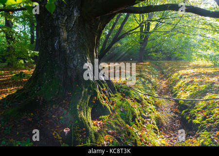 Beech Tree Trunk in einem zutumn Wald Stockfoto