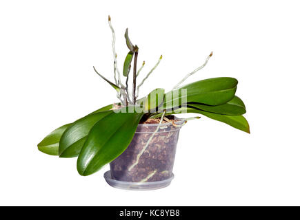 Die Vervielfältigung von Orchideen. Zucht von Orchideen. home Gartenbau isoliert auf Weiss. luftwurzeln Junge. Stockfoto