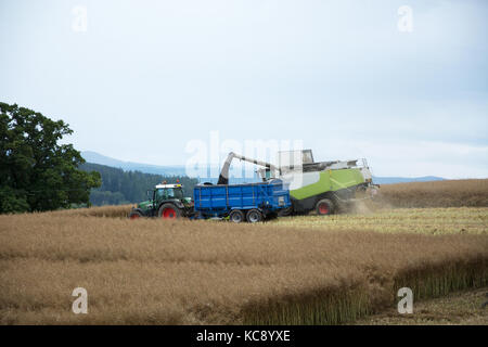 Kombinieren Sie Harvester und Traktor und Anhänger arbeiten hart in der Ernte Stockfoto