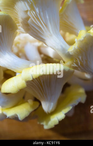 Frische gelb Austernpilze auf einem Bambus Schneidebrett, close-up Stockfoto