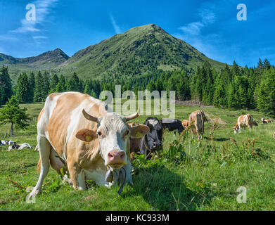 Nahaufnahme Kuhbildnis auf Grasfeld - Selektiver Fokus - Trentino Alto adige - Südtirol - norditalien, europa Stockfoto