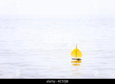 Schiff aus Gelb Herbst Blätter auf dem Wasser, Foto, Konzept, Instagram, Nahaufnahme, Stockfoto