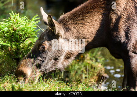 Elch (alces alces) Kuh stehend in einem kleinen Wald Fluß oder Strom Beweidung auf die Flussufer. Detail des Kopfes. Stockfoto