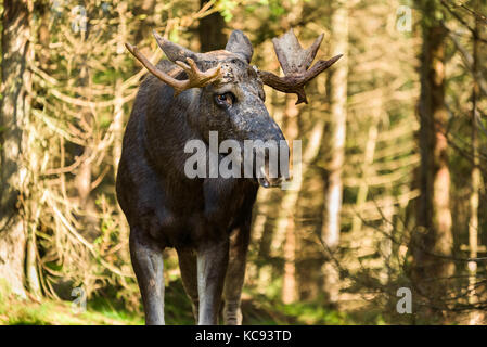 Alte Elch (alces alces) Stier im Nadelwald. Stockfoto