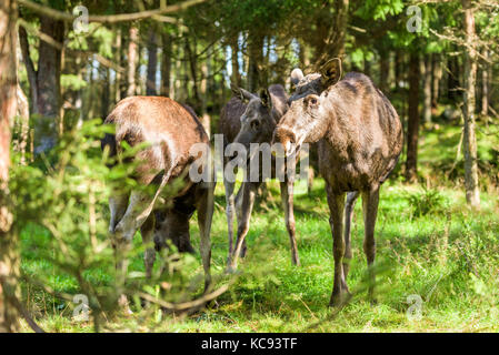 Gruppe von drei Elche (alces alces) gemeinsam in den Wald. Stockfoto