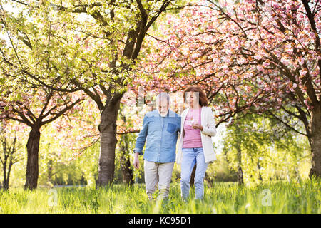 Schönes älteres Ehepaar in Liebe auf einem Spaziergang ausserhalb im Frühjahr die Natur unter blühenden Bäumen. Stockfoto