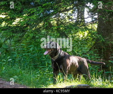 Labrador Retriever schwarz Hund lag in den Bergen. Schöne große alte Hunde Stockfoto