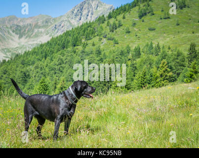 Labrador Retriever schwarz Hund lag in den Bergen. Schöne große alte Hunde Stockfoto