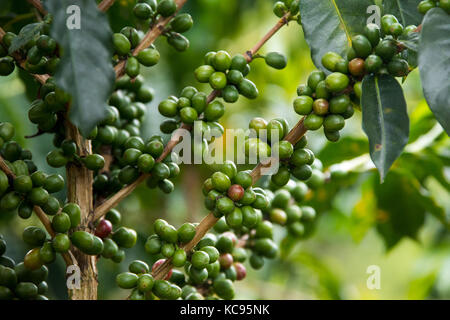 Unreife grüne Kaffeebohnen, Hacienda Venecia Coffee Farm, Manizales, Kolumbien Stockfoto