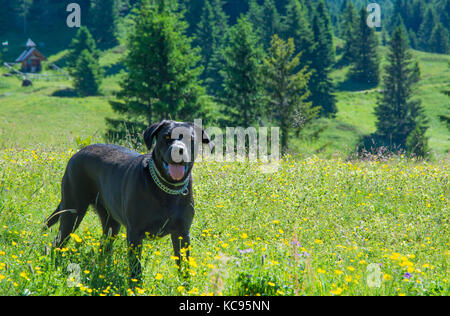 Labrador Retriever schwarz Hund lag in den Bergen. Schöne große alte Hunde Stockfoto