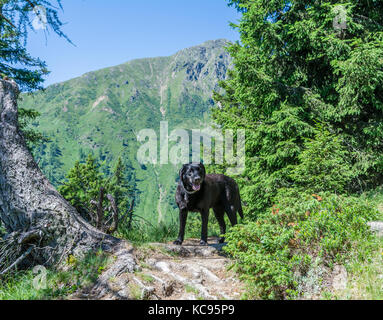 Labrador Retriever schwarz Hund lag in den Bergen. Schöne große alte Hunde Stockfoto