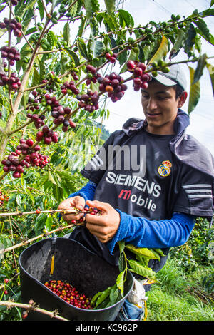 Kaffee picker oder cafetero im Hacienda Venecia Coffee Farm, Manizales, Kolumbien Stockfoto