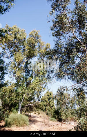 Sand Wanderwege in den Eucalyptus Grove Stockfoto