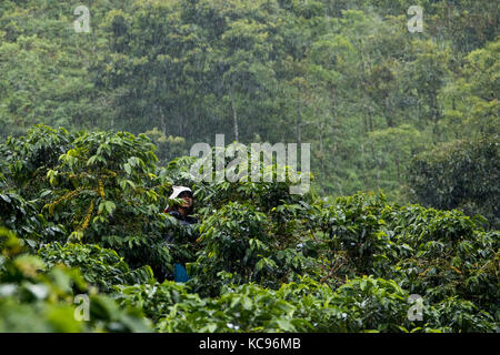 Kaffee picker oder cafetero im Hacienda Venecia Coffee Farm, Manizales, Kolumbien Stockfoto