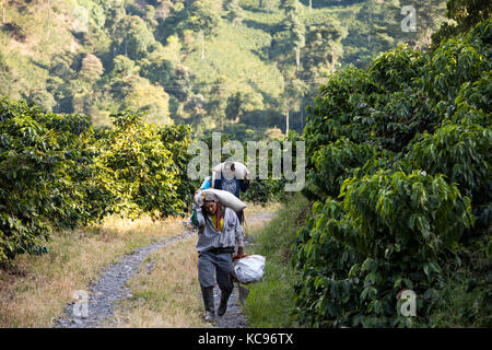 Kommissionierer mit Bohnen vom Feld, Hacienda Venecia Coffee Farm, Manizales, Kolumbien Stockfoto