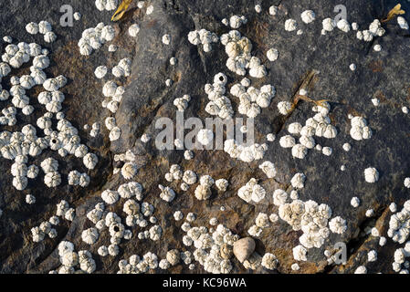 Eine Masse von seepocken auf einem Felsen bei Ebbe an der Küste von Maine. Stockfoto