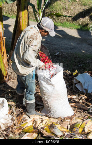 Kaffee picker oder cafetero im Hacienda Venecia Coffee Farm, Manizales, Kolumbien Stockfoto