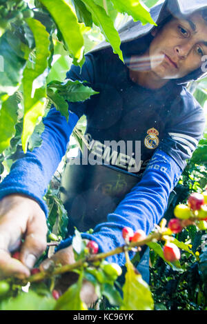 Kaffee picker oder cafetero im Hacienda Venecia Coffee Farm, Manizales, Kolumbien Stockfoto