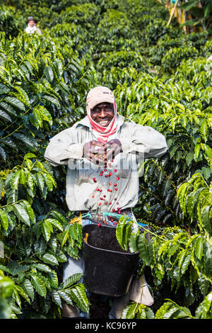 Kaffee picker oder cafetero im Hacienda Venecia Coffee Farm, Manizales, Kolumbien Stockfoto