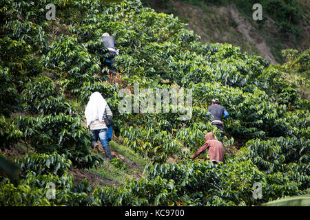 Kaffeepflücker oder cafeteros im Hacienda Venecia Coffee Farm, Manizales, Kolumbien Stockfoto