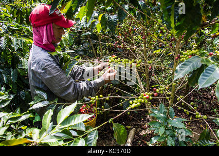 Kaffee picker oder cafetero im Hacienda Venecia Coffee Farm, Manizales, Kolumbien Stockfoto