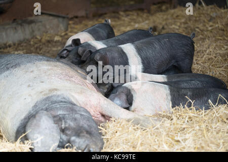 Saddleback Ferkel füttern aus einer Leistungsbeschreibung Stockfoto