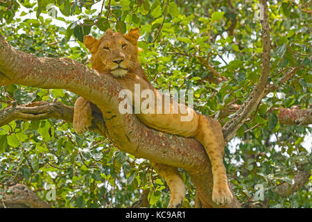 Junger männlicher Löwe in einem Baum im ishasha Region des Queen Elizabeth National Park Stockfoto