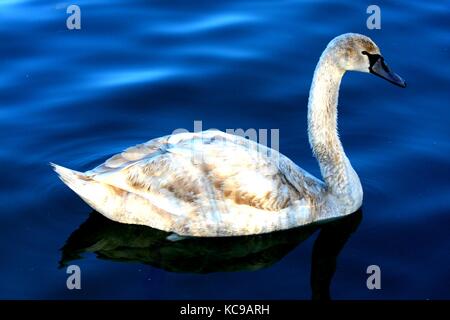 Schwimmen Schwan. Schönen Schwan in den kleinen See. Stockfoto