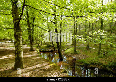 Leonte Wald im Herbst. Peneda Gerês National Park. Portugal Stockfoto