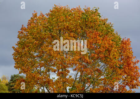 Rote eiche im Herbst Winde Stockfoto