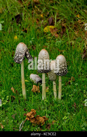 Shaggy ink Cap mit Blätter im Herbst Stockfoto