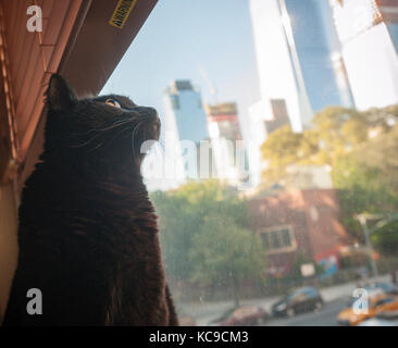 Eine schwarze inländischen kurze Haare Katze schaut aus dem Fenster beobachten der Hudson Yards Entwicklung in New York am Dienstag, 26. September 2017. (© Richard B. Levine) Stockfoto