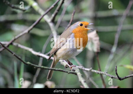 Rotkehlchen, Erithacus rubecula, RSPB Leighton Moss finden. VEREINIGTES KÖNIGREICH Stockfoto