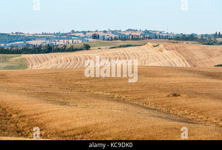 Schöne Landschaft von Sommer Sonnenaufgang Landschaft in Italien mit Hügeln, Weizenfeld, Oliven Garten, Weinberg, Zypresse. Stockfoto