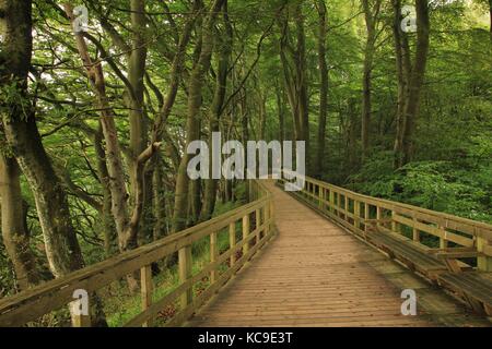 Szene an moens Klint, Dänemark. Stockfoto