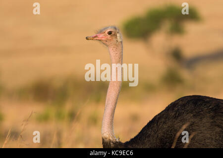 Strauß oder gemeinsamen Strauß (Struthio camelus), Masai Mara National Game Park finden, Kenia, Ostafrika Stockfoto